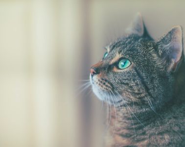 Sure Petcare Microchip Pet Feeder Connect